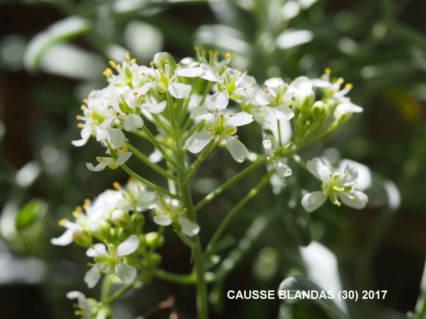 Alyssum, Spiny flower